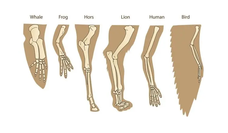 این نفرین عجیب و مرموز مشترک بین انسان و حیوان | همه چیز درباره نفرین پنج
