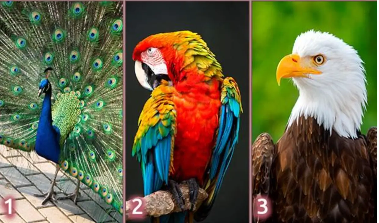 روانشناسی شخصیت : طاووس، طوطی، عقاب؛کدام پرنده شما را به عنوان یک شخص توصیف می‌کند؟