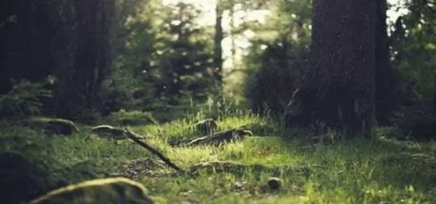 بازی فکری: فقط ۳ نفر از ۱۰۰ نفر گربه پنهان را در ۱۱ ثانیه پیدا کردند