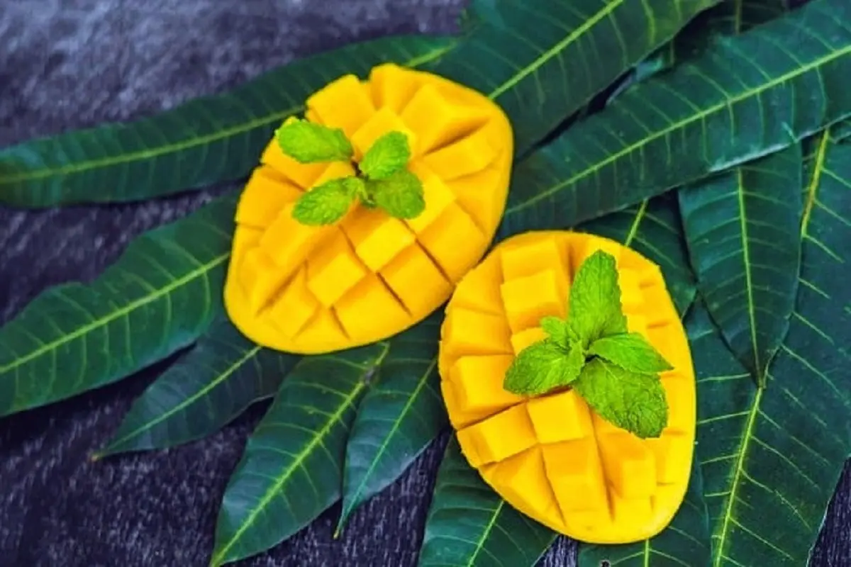  فصل میوه قاتل سفیدی مو و فشار خون رسید + دیالیز خون برای یک سال 