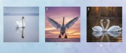 تست شخصیت شناسی : با انتخاب یک قو بفهمید در عشق چه شخصیتی دارید!