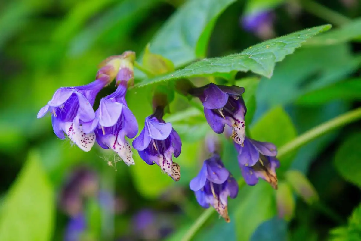 گیاهی با خواص متفاوت | از کاهش اضطراب و علائم آلزایمر و تپش قلب تا درمان تبخال