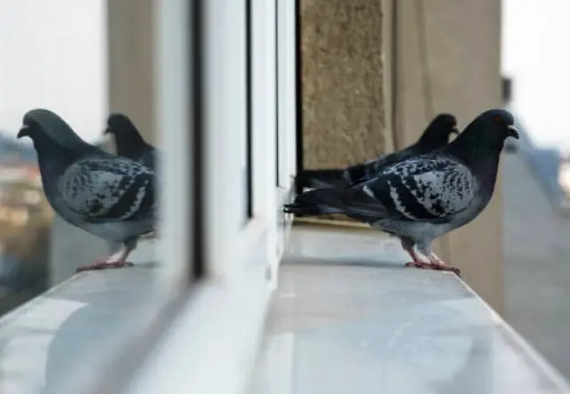 نشستن کبوتر روی پنجره خانه شما چه معنایی دارد؟  | خوش‌یمنی یا بدشگونی؟از اسرار کبوترها بدانید