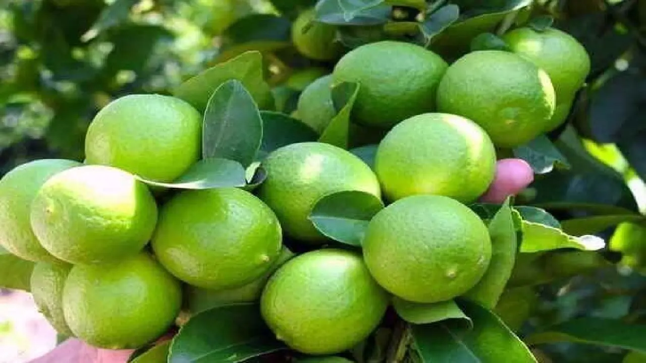 درمان سنگ کلیه ، بیماری کیسه صفرا و سرماخوردگی با این نوشیدنی

