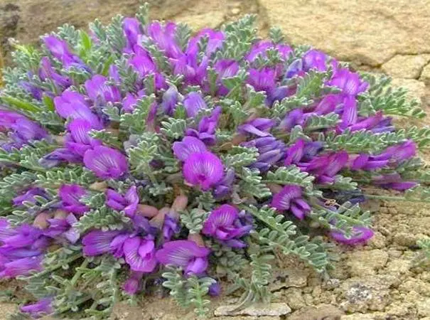 درمان سیروز کبدی، آسم، تقویت شنوایی و جلوگیری از عفونت ها با این این گیاه 