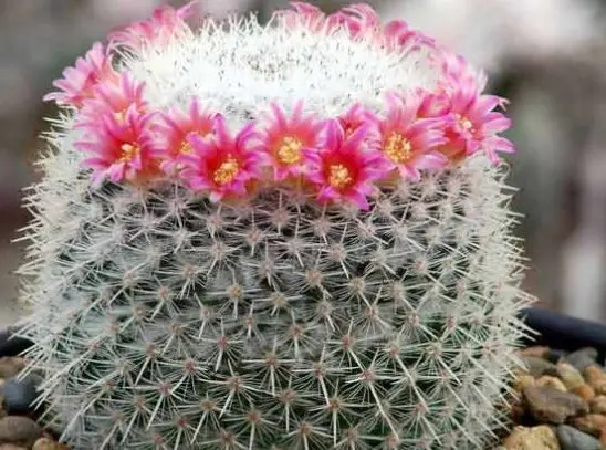 معرفی بهترین نوع کاکتوس برای خانه + شرایط نگهداری