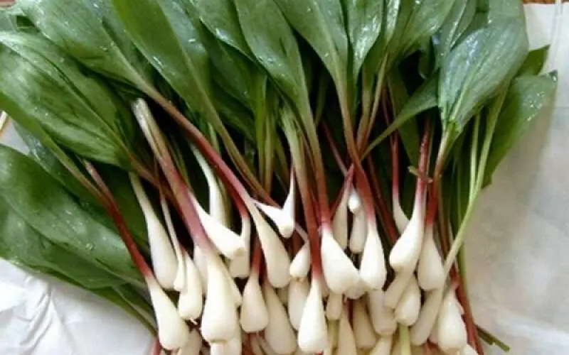  این گیاه پادشاه منیزیم است  | منیزیم بدن خود را فقط با خوردن این گیاه تامین کنید