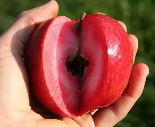 سیب قرمز گوجه‌ای؛ کمیاب‌ترین سیب دنیا در اردبیل و میاندوآب!