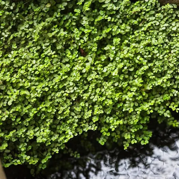 تقویت استخوان ها، بهبود کم خونی، کنترل تیروئید و سلامت چشم و رحم با این گیاه 