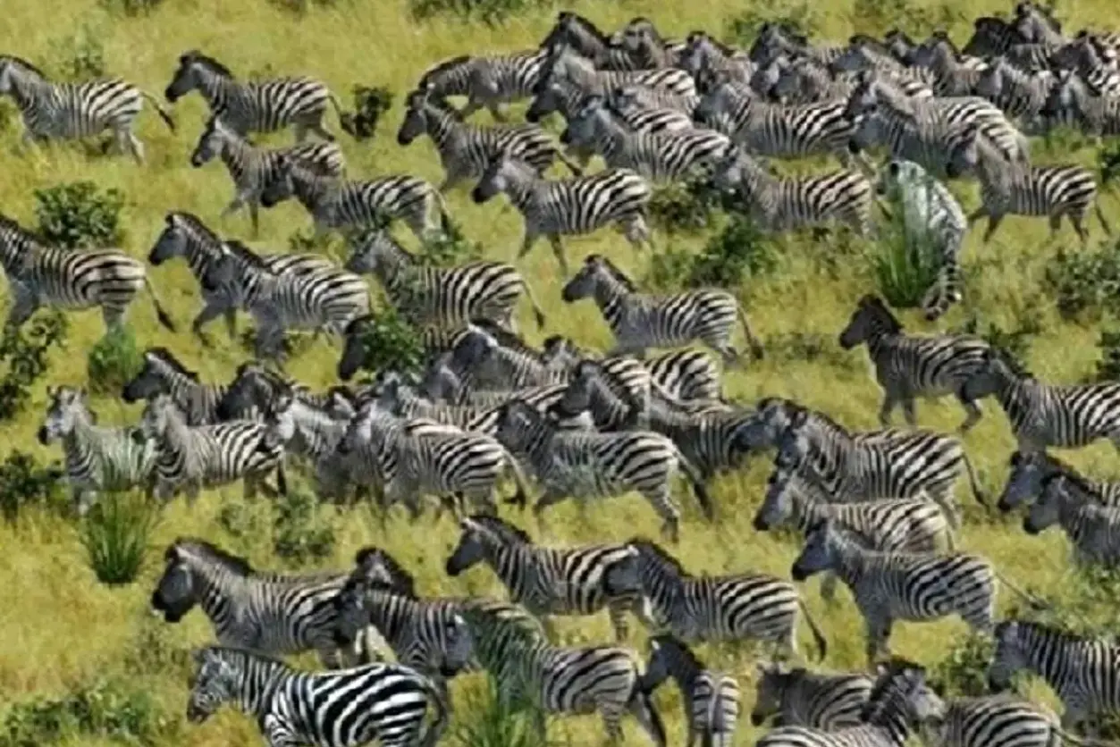 بازی فکری : فقط شکارچی واقعی میتونه ببر پنهان شده رو تو 6 ثانیه پیدا کنه!