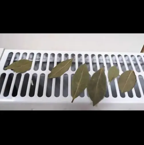 ترفند ساده مادربزرگ‌ها برای  کنترل قند خون و درمان روماتیسم و درد مفاصل با گذاشتن این برگ روی شوفاژ