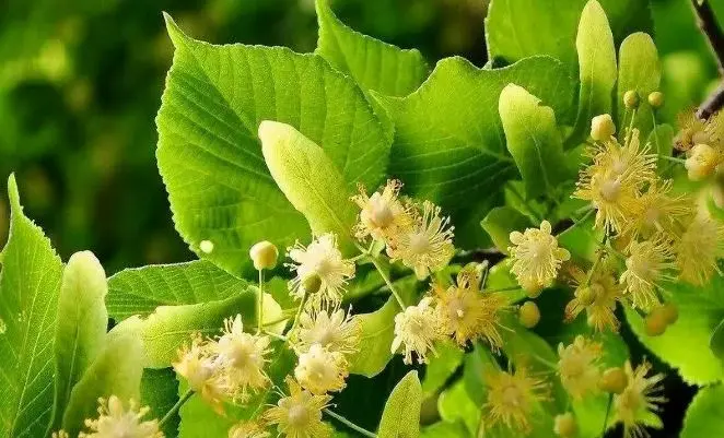 داروی طبیعی برای سردرد، بی‌خوابی و میگرن | دمنوشی شگفت‌انگیز از دل طبیعت اروپا