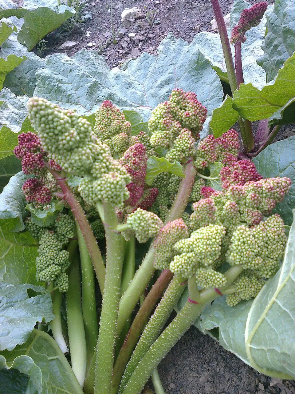 این سبزی بهاره برای کنترل قند خون درمان کبد چرب است