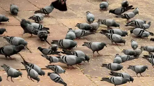 بازی فکری : حتی تیزبین‌ترین چشم‌ها هم نمی‌توانند جغد پنهان شده در تصویر را تشخیص دهند! شما فقط ۷ ثانیه فرصت دارید...