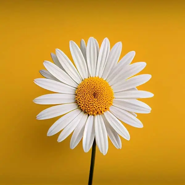 درمان مشکلات رحم، درمان عفونت های زنانه ، درد و علائم قاعدگی!