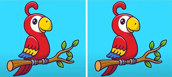 بازی فکری : اگه چشمای تیزبینی داری 3 تا تفاوت توی تصویر طوطی پیدا کن!