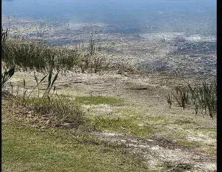 بازی فکری : فقط یک دید عقابی تو 7 ثانیه کروکودیل و پیدا می کنه!