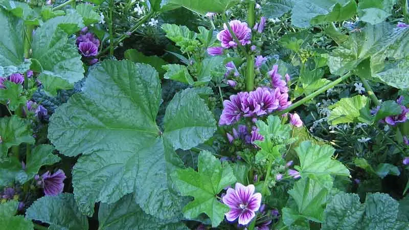 این گیاه ادرار آور درمانگر درجه یک سنگ کلیه است