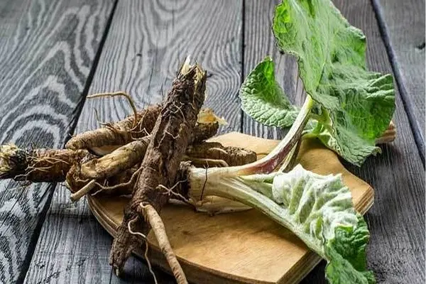 این گیاه خون را از تمام سموم پاک میکند