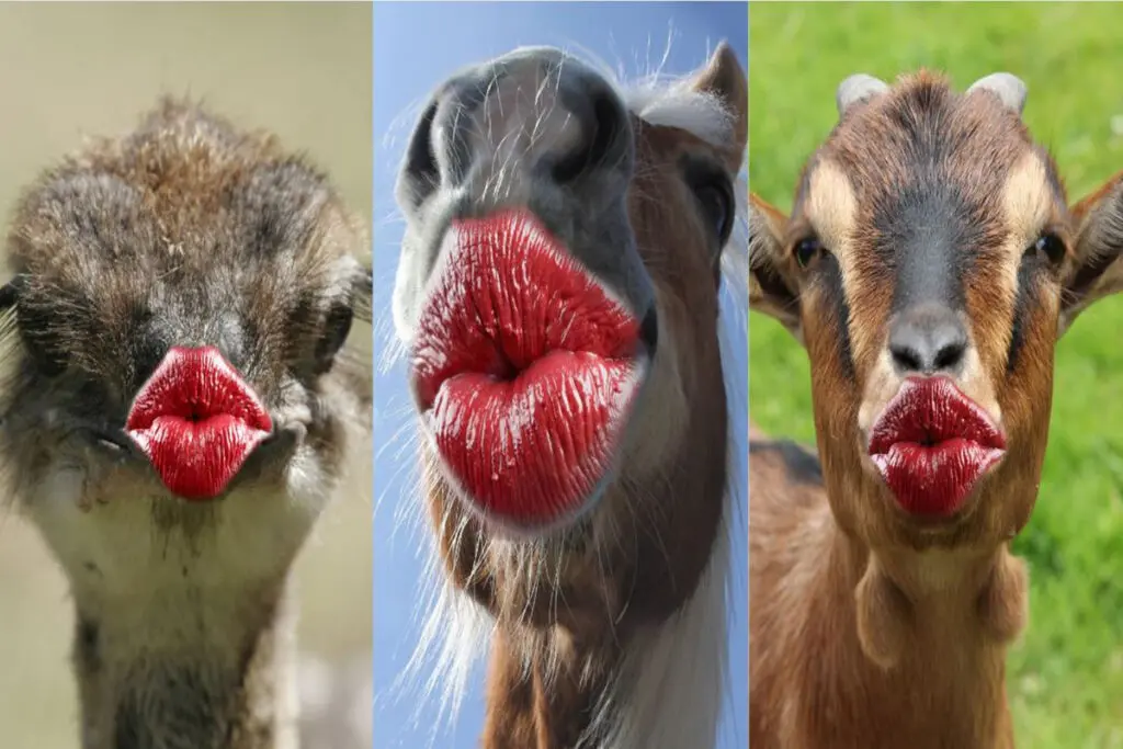 تست شخصیت شناسی | یک حیوان و انتخاب کن تا بهت بگم از نظر دیگران چقدر جذابی