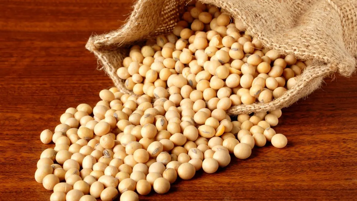 یک جایگزین عالی برای گوشت | اگر گوشت مصرف نمیکنید این خوراکی ارزان را جایگزین کنید