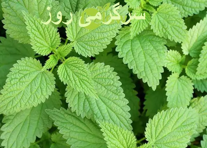 گیاه گزنه بهترین درمان طبیعی سنگ کلیه