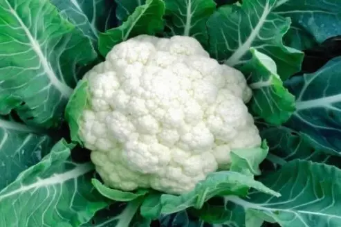 کاشت گل کلم در گلدان در خانه