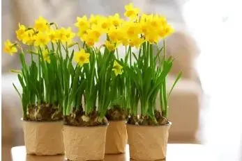 آموزش کاشت گل نرگس در گلدان