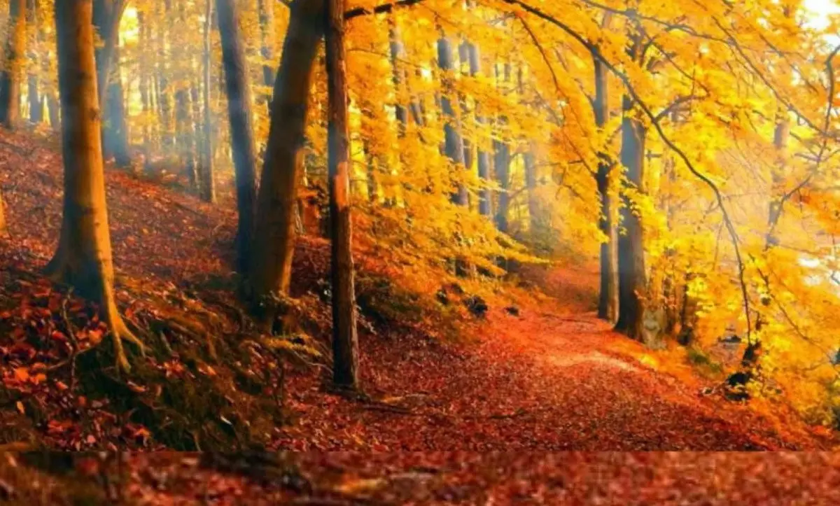 تست هوش | فقط تیزبینا میتونن تو 8 ثانیه شیر را در تصویر پیدا کنند