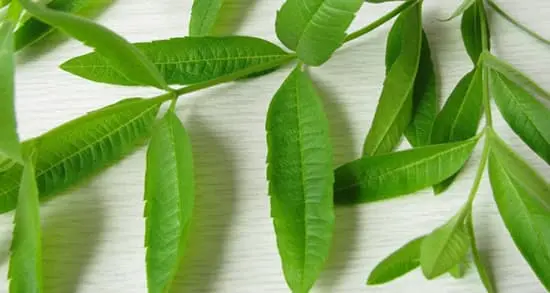  این گیاه درمان بی خوابی، مسکن، مقوی معده، رفع کننده درد، درمان کننده تب وسرماخوردگی و آسم 