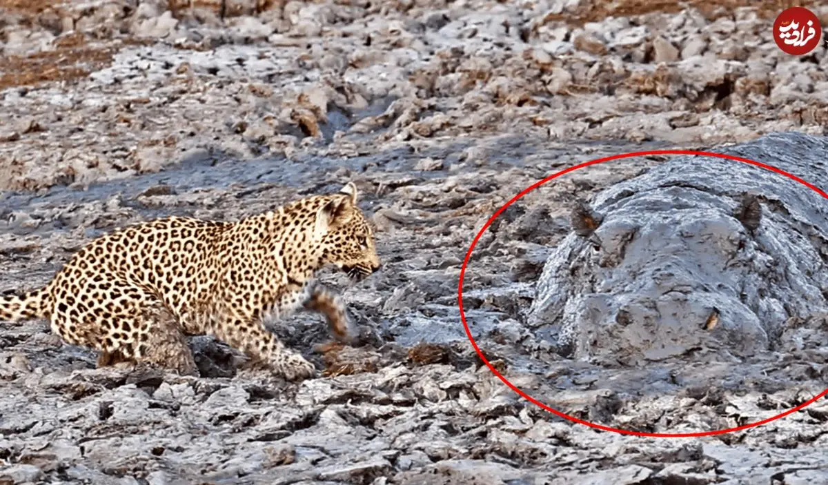 (ویدئو) شکار پلنگ در باتلاق و ظاهر شدن اسب آبی غول پیکر!