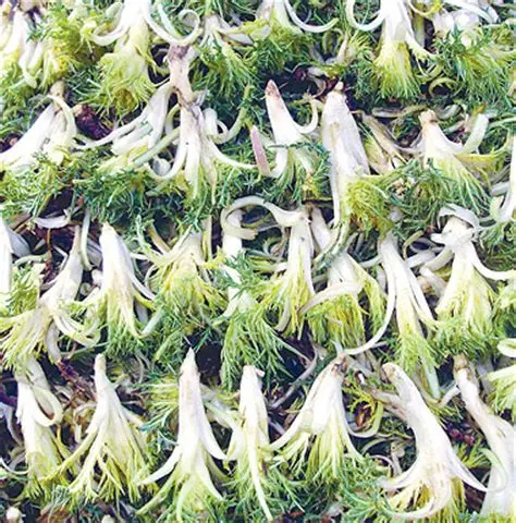 این گیاه قاتل بیماری قلب و عروق و کبد و گوارش است