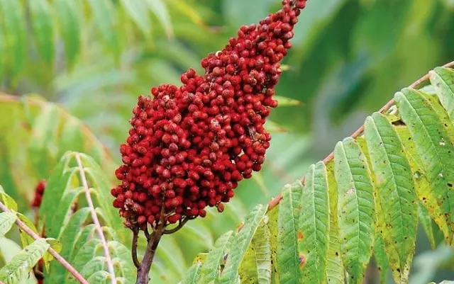 درمان چربی خون با گیاه سرشار از امگا-۳ و امگا-۶