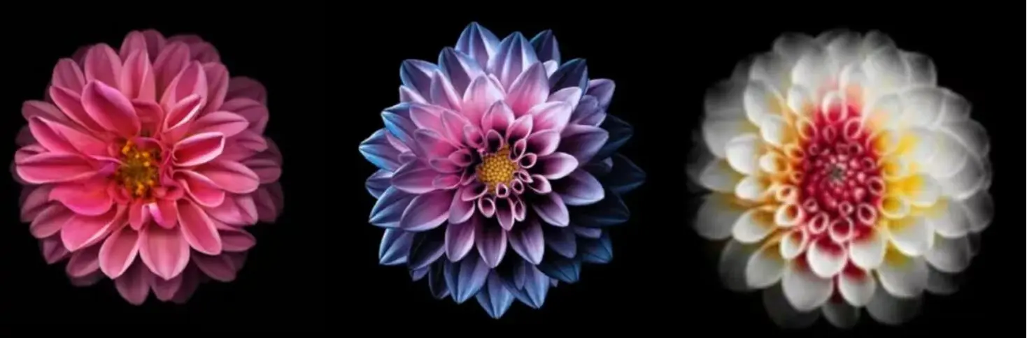 تست شخصیت شناسی | یک گل انتخاب کنید و هدیه ای را که جهان برای شما در نظر گرفته است کشف کنید