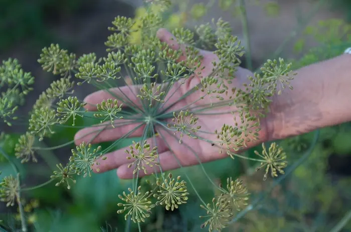  اکثر ایرانی ها در قدیم با این روش ترش کردن معده را درمان می کردند 