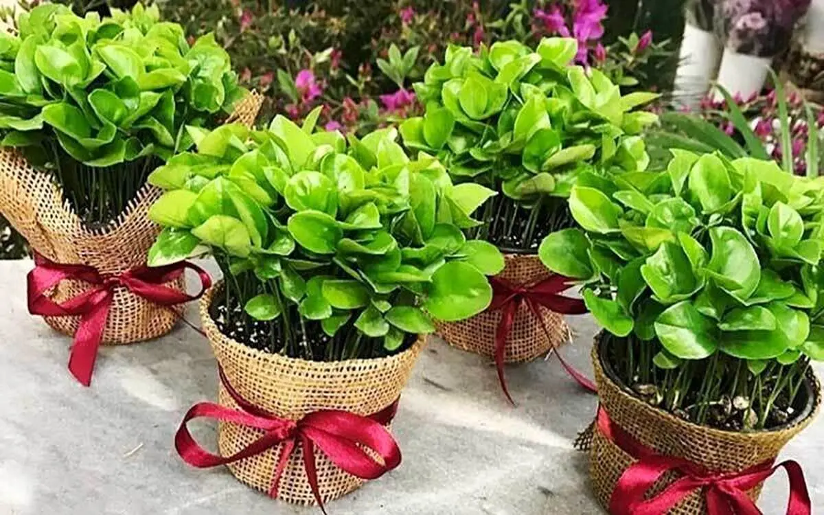 امسال سبزه عیدتو متفاوت بکار | کاشت هسته نارنج برای سبزه عید