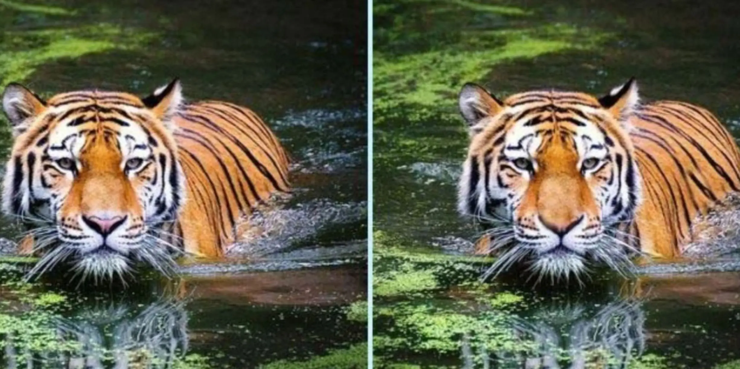 بازی فکری :  می‌تونید توی ۱۴ ثانیه ۳ تا تفاوت بین دو ببر شناگر رو تشخیص بدید؟