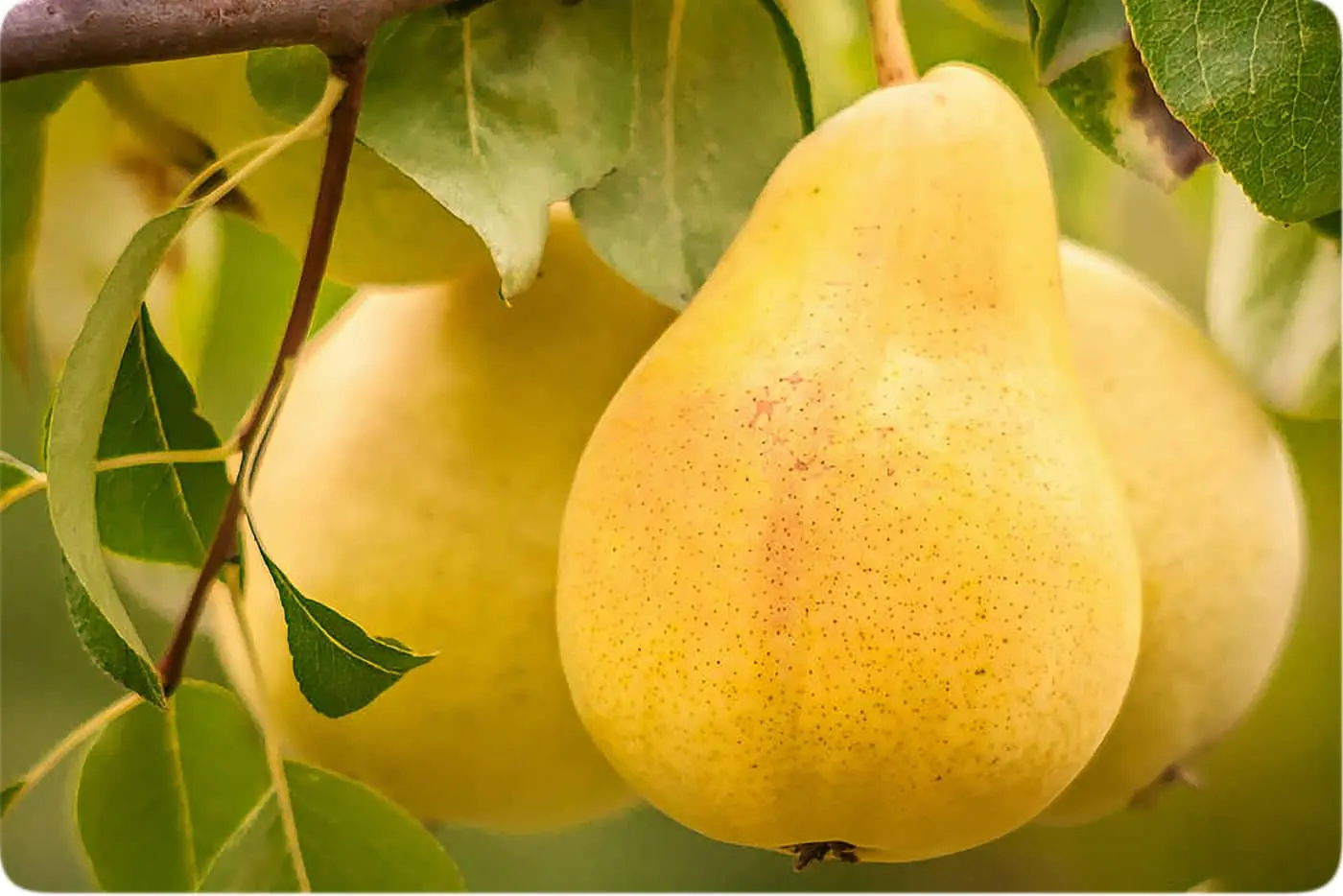 میخوای بدون دکتر و دارو لاغر شی؟ فقط روزی یدونه از این میوه رو بخور