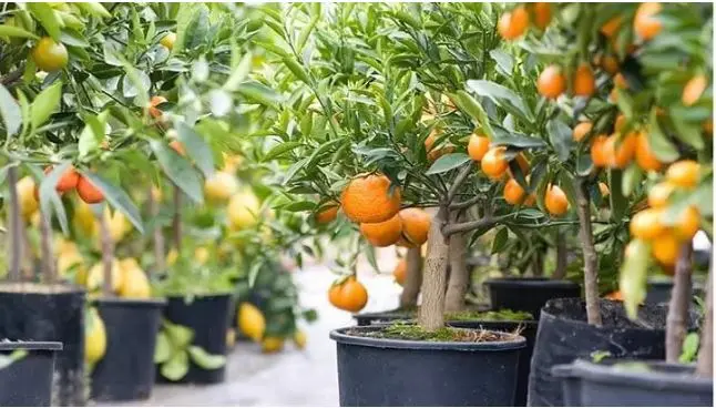 روش کاشت نارنگی در گلدان به سبک خانگی | تا فصلش هست دست بجنبون