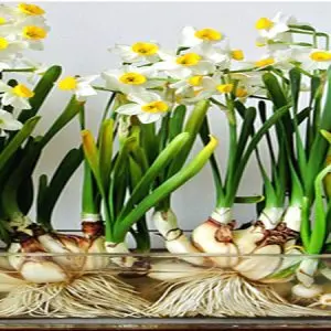آموزش کاشت گل نرگس در خانه + روش نگهداری