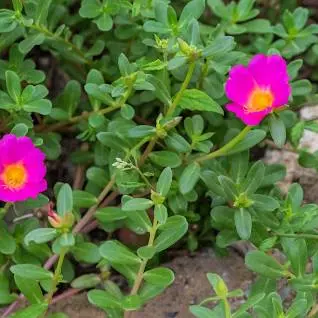 مصرف این سبزی در ناشتا بیماری قند خون را از بین می برد
