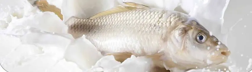 عمرا اگه میدونستی ماهی و باید اینجوری درست میکردی؛ آموزش درست کردن ماهی با شیر؛ نرم، خوش‌طعم و بدون بوی زهم