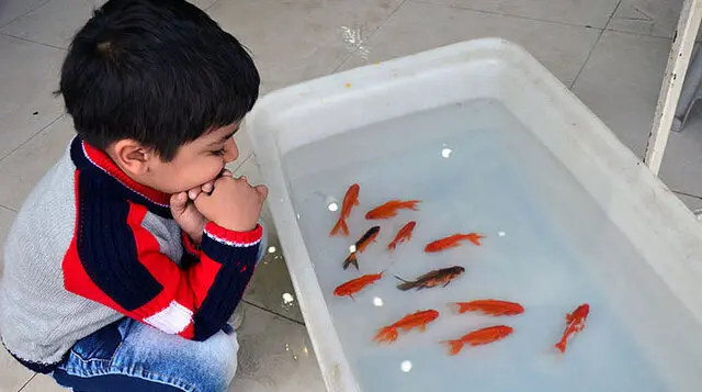 با این ترفند ماهی گلی( ماهی قرمز عید)  شما تا مدت ها زنده و سرحال می مونه