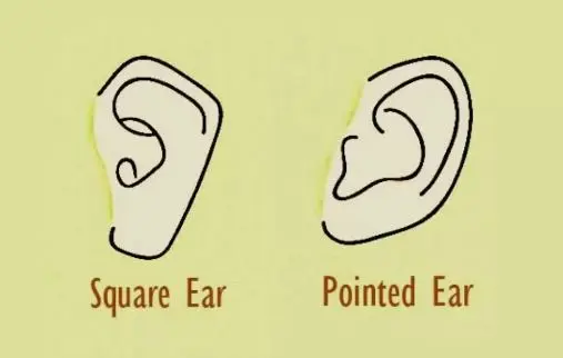 شکل گوش شما ویژگی های مهم شخصیتی شما را آشکار می کند | تست شخصیت شناسی