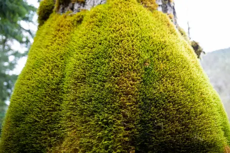 دمنوش این گیاه درمان طبیعی سنگ کلیه و مثانه است