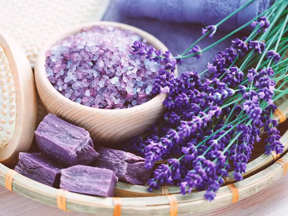 گیاهی که گنجینه‌ای از خواص درمانی است