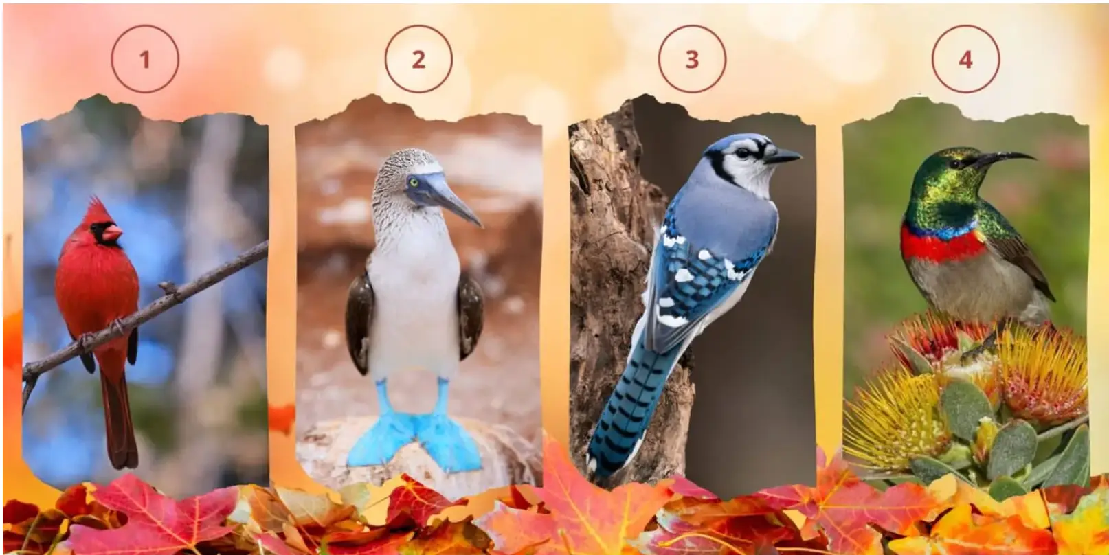 روانشناسی شخصیت: با انتخاب یک پرنده بفهمید میزان تمایل شما به عاشق شدن چقدر است؟