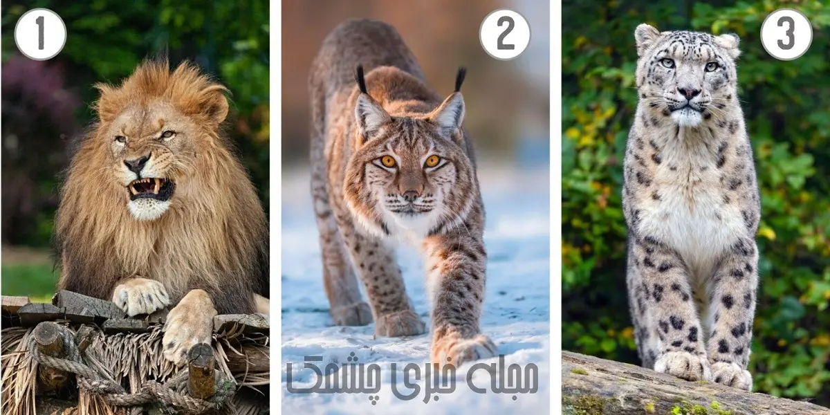 تست شخصیت شناسی | چقدر آدم متکبری هستی یکی از این عکس هارو انتخاب کن و نتیجه رو بخون