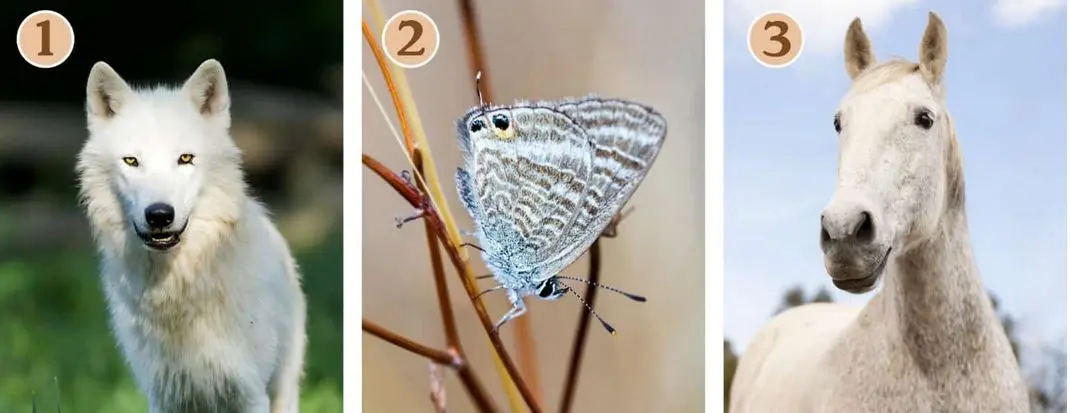 تست شخصیت شناسی | چقدر تشنه ی آزادی هستی؟ یک حیوان انتخاب کنید