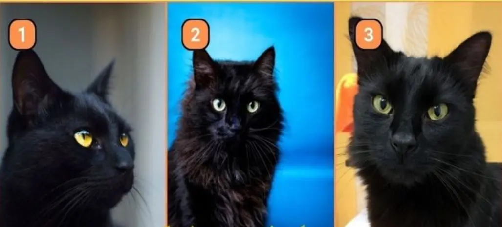 تست شخصیت شناسی | یک گربه سیاه انتخاب کن تا بگم چقدر میتونی آدم دارکی باشی